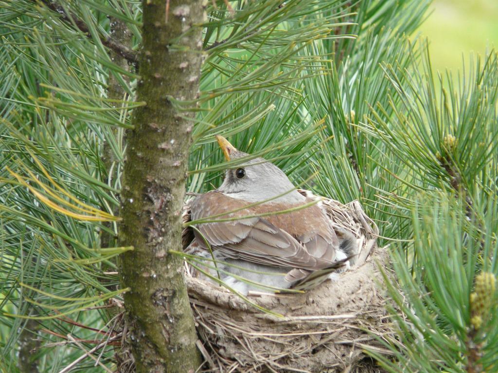 Willa Pod Babkami Tylicz Exteriér fotografie